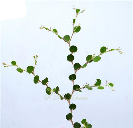  Leafy branch